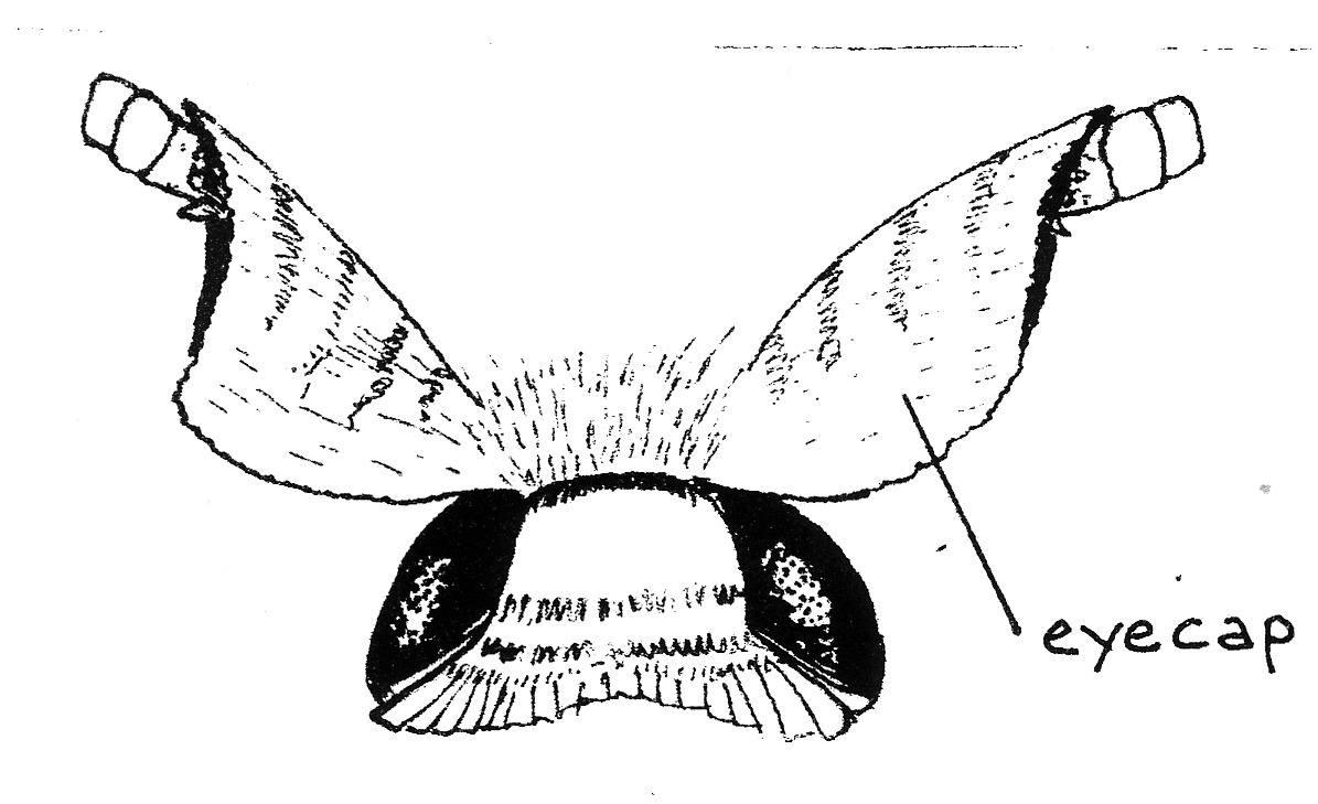 Head of Pseudopostega auritella (Opostegidae).
